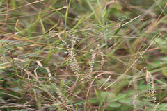 Eragrostiella bifaria